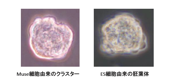 Muse細胞由来のクラスター／ES細胞由来の胚葉体